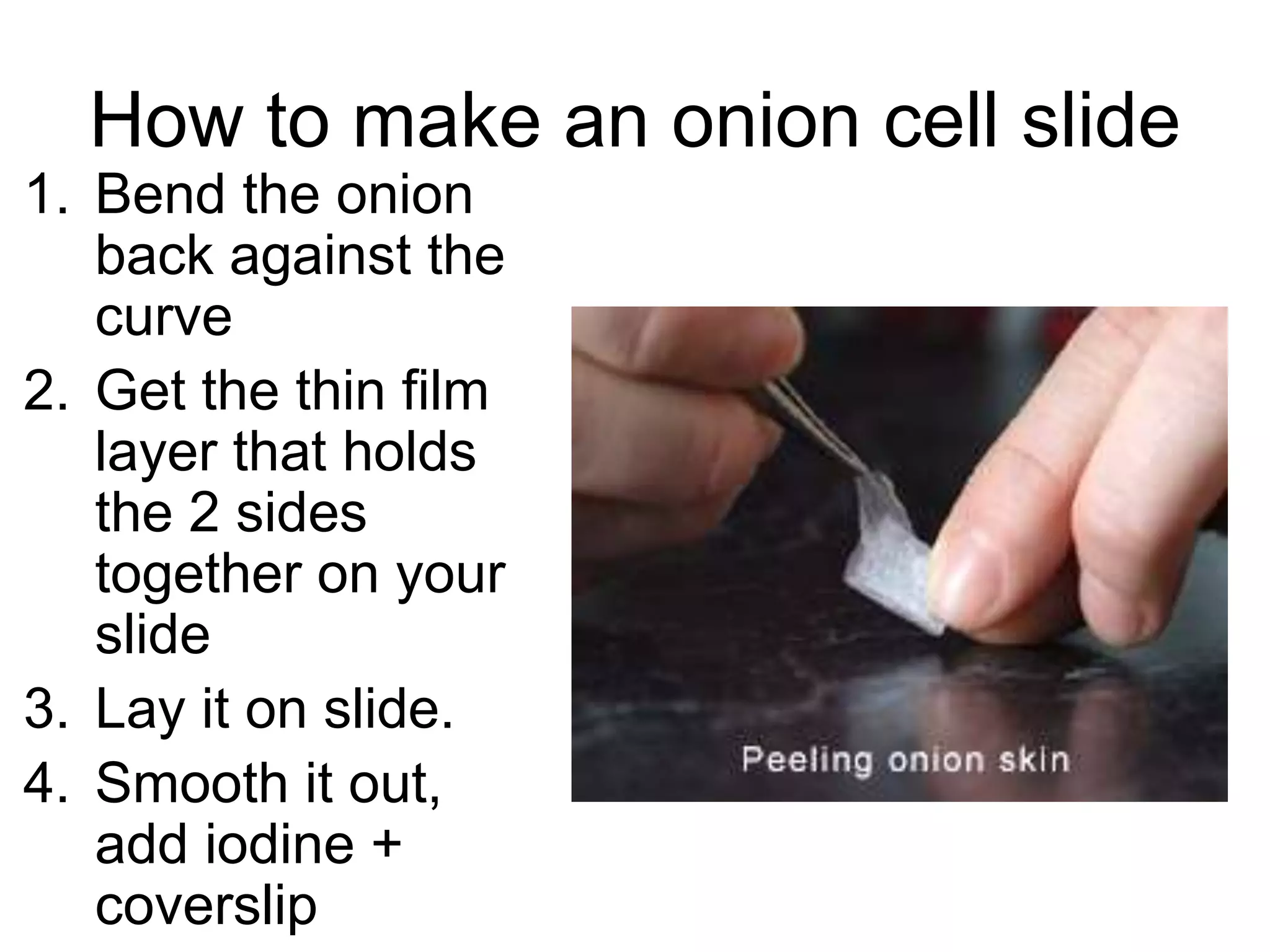How to make an onion cell slide
1. Bend the onion
back against the
curve
2. Get the thin film
layer that holds
the 2 sides
together on your
slide
3. Lay it on slide.
4. Smooth it out,
add iodine +
coverslip
 
