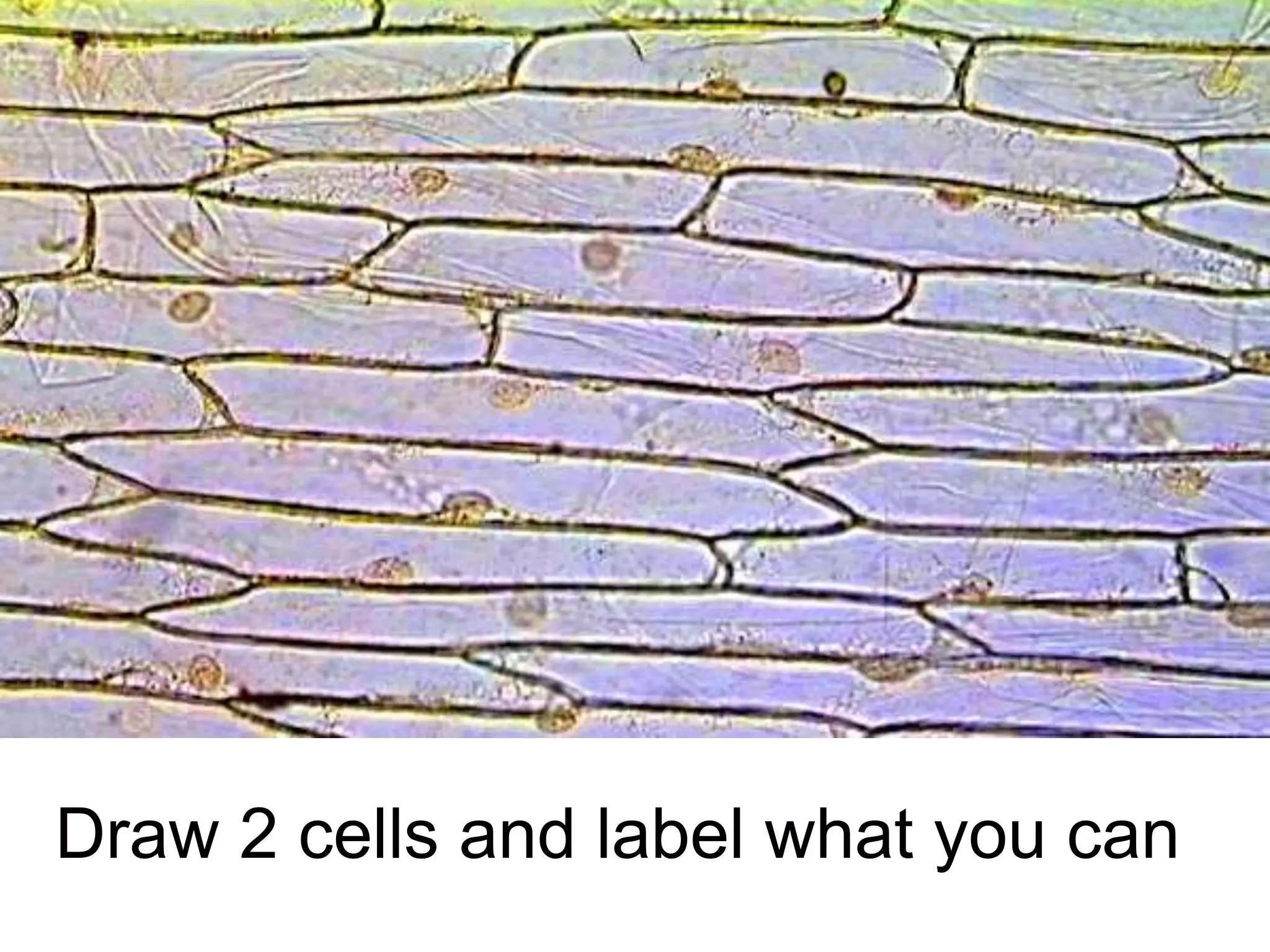 Draw 2 cells and label what you can
 