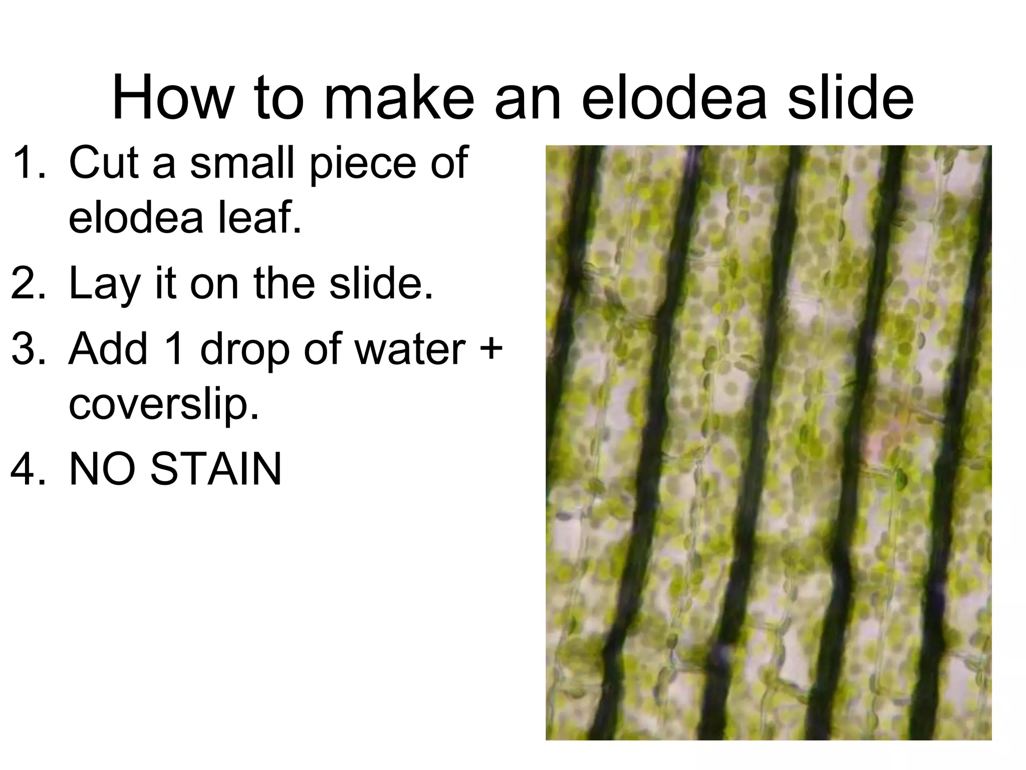 How to make an elodea slide
1. Cut a small piece of
elodea leaf.
2. Lay it on the slide.
3. Add 1 drop of water +
coverslip.
4. NO STAIN
 