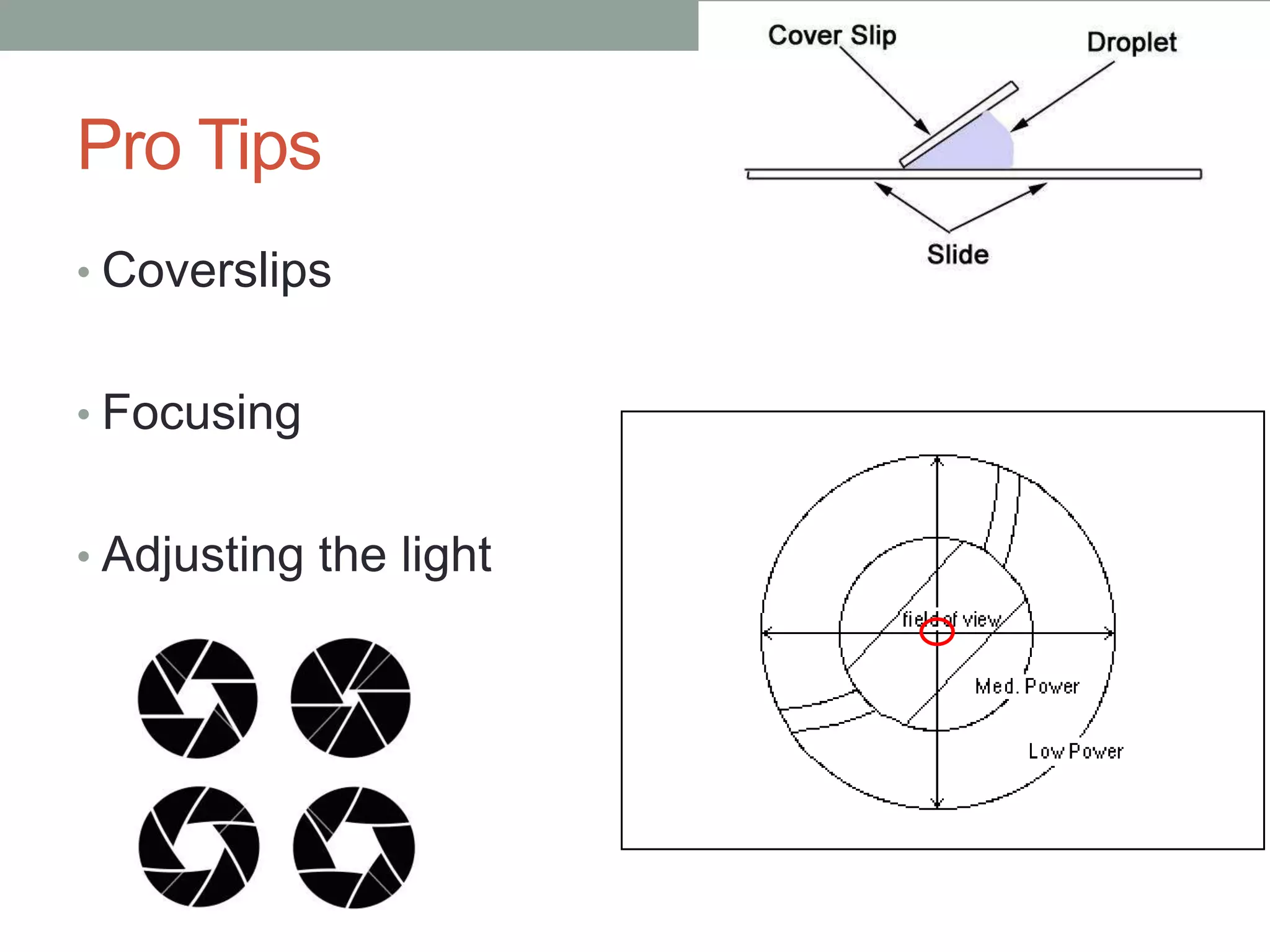 Pro Tips
• Coverslips
• Focusing
• Adjusting the light
 