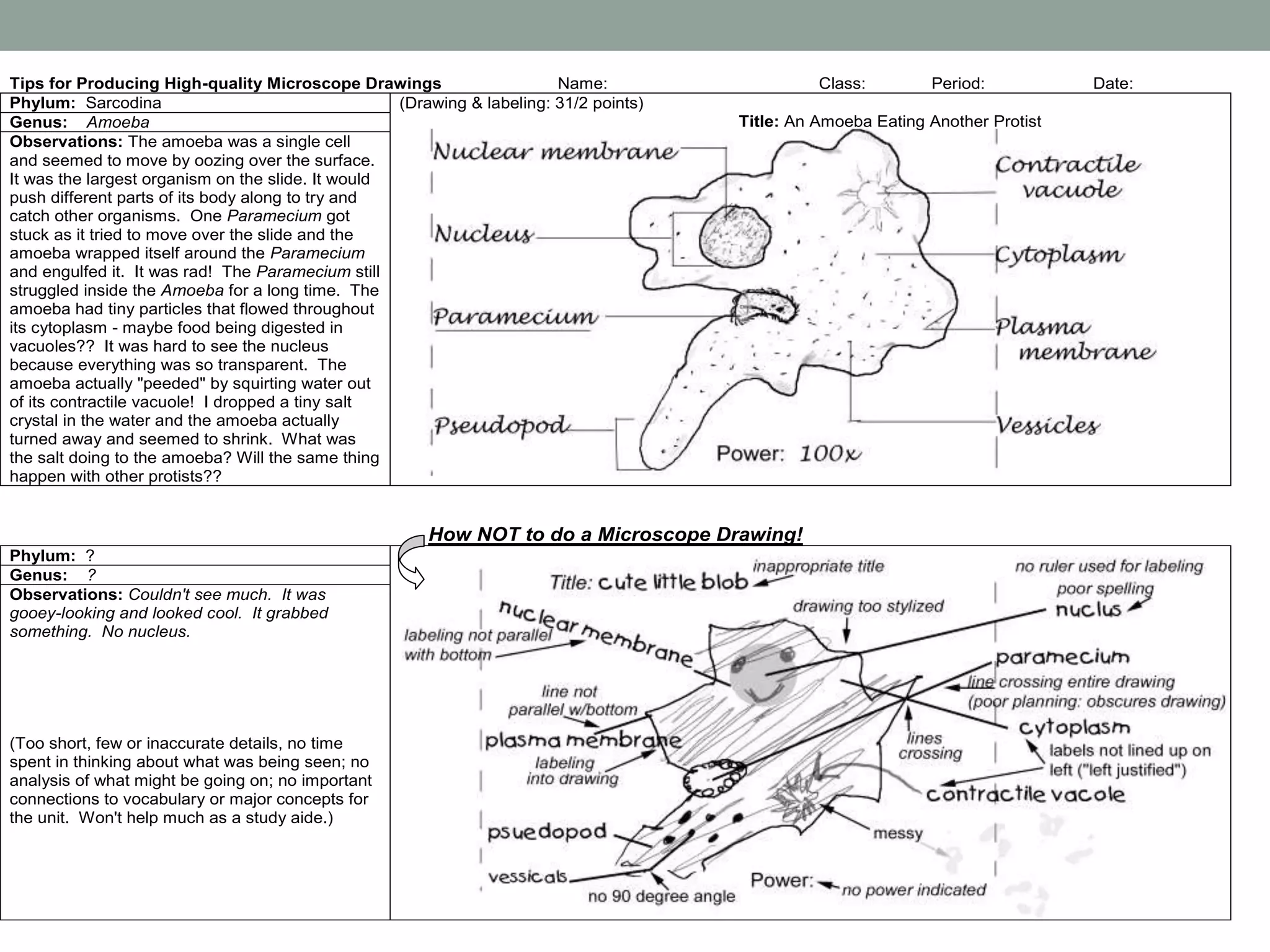 Tips for Producing High-quality Microscope Drawings Name: Class: Period: Date:
Phylum: Sarcodina (Drawing & labeling: 31/2 points)
Title: An Amoeba Eating Another ProtistGenus: Amoeba
Observations: The amoeba was a single cell
and seemed to move by oozing over the surface.
It was the largest organism on the slide. It would
push different parts of its body along to try and
catch other organisms. One Paramecium got
stuck as it tried to move over the slide and the
amoeba wrapped itself around the Paramecium
and engulfed it. It was rad! The Paramecium still
struggled inside the Amoeba for a long time. The
amoeba had tiny particles that flowed throughout
its cytoplasm - maybe food being digested in
vacuoles?? It was hard to see the nucleus
because everything was so transparent. The
amoeba actually "peeded" by squirting water out
of its contractile vacuole! I dropped a tiny salt
crystal in the water and the amoeba actually
turned away and seemed to shrink. What was
the salt doing to the amoeba? Will the same thing
happen with other protists??
How NOT to do a Microscope Drawing!
Phylum: ?
Genus: ?
Observations: Couldn't see much. It was
gooey-looking and looked cool. It grabbed
something. No nucleus.
(Too short, few or inaccurate details, no time
spent in thinking about what was being seen; no
analysis of what might be going on; no important
connections to vocabulary or major concepts for
the unit. Won't help much as a study aide.)
 