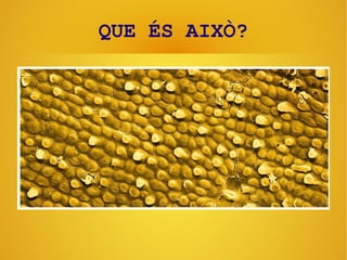 QUE ÉS AIXÒ?
 