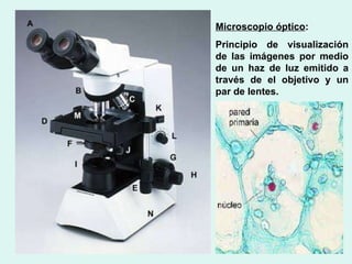 Microscopio óptico : Principio de visualización de las imágenes por medio de un haz de luz emitido a través de el objetivo y un par de lentes.  