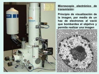 Microscopio electrónico de transmisión : Principio de visualización de la imagen, por medio de un haz de electrones al vació que bombardea el objetivo y permite realizar una imagen 