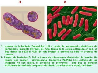 Imagen de la bacteria Escherichia coli a través de microscopio electrónico de transmisión (aumento 92.750x). Se nota dentro de la célula, coloreado en rojo, el área donde se sitúa el ADN. En esta imagen la bacteria se halla en proceso de división.  2. Imagen de bacterias E. Coli a través de microscopio electrónico de barrido. Se genera una imagen  tridimensional (aumentos 22.810x) Los colores de las imágenes no son reales, ni producto de colorantes,  sino que se generan artificialmente mediante programas de diseño para destacar el objeto de interés.   