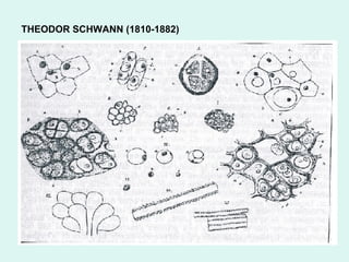THEODOR SCHWANN (1810-1882) 