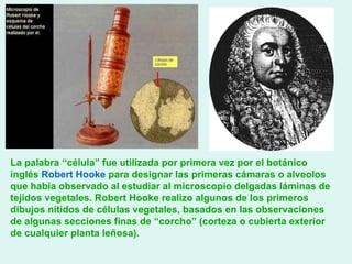 La palabra “célula” fue utilizada por primera vez por el botánico inglés  Robert Hooke  para designar las primeras cámaras o alveolos que había observado al estudiar al microscopio delgadas láminas de tejidos vegetales. Robert Hooke realizo algunos de los primeros dibujos nítidos de células vegetales, basados en las observaciones de algunas secciones finas de “corcho” (corteza o cubierta exterior de cualquier planta leñosa). 