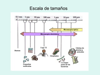 Escala de tamaños 