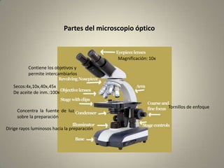 Partes del microscopio óptico


                                              Magnificación: 10x
           Contiene los objetivos y
           permite intercambiarlos

   Secos:4x,10x,40x,45x
   De aceite de inm.:100x

                                                                   Tornillos de enfoque
     Concentra la fuente de luz
     sobre la preparación

Dirige rayos luminosos hacia la preparación
 