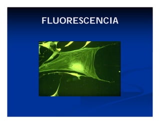 FLUORESCENCIA
