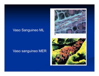 Vaso Sanguineo ML
Vaso sanguineo MER