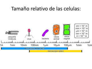 Tamaño relativo de las celulas:
 