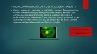  MICROSCOPIO DE FLUORESCENCIA O DE RADIACIÓN ULTRAVIOLETA.
 Ciertas sustancias naturales o artificiales poseen la propiedad que
cuando son estimuladas por energía de cierta longitud de onda ( por
ejemplo energía radiante invisible como la radiación ultravioleta o
radiación luminosa violeta o azul) absorben esta energía y emiten fotones
que integran ondas visibles de luz, de longitudes de onda siempre
mayores que las ondas con las que fueron excitadas.
La condición esencial para que se produzca
fluorescencia es que la longitud de onda de la
energía radiante excitatoria sea menor que la
longitud de onda emitida.
Fotomicrografía de estructuras celulares que muestran fluorescencia.
 