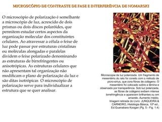 O microscópio de polarização é semelhante
a microscópio de luz, acrescido de dois
prismas ou dois discos polaróides, que
permitem estudar certos aspectos da
organização molecular dos constituintes
celulares. Ao atravessar a célula o feixe de
luz pode passar por estruturas cristalinas
ou moléculas alongadas e paralelas
dividem o feixe polarizado denominando
as estruturas de birrefringentes ou
anisotrópicas. As estruturas celulares que
não apresentam tal organização não
modificam o plano de polarização da luz e
são ditas isotrópicas O microscópio de
polarização serve para individualizar a
estrutura que se quer analisar.
Microscopia de luz polarizada. Um fragmento de
mesentério do rato foi corado com o método de
picro-sirius, que cora fibras de colágeno. O
mesentério foi colocado sobre a lâmina e
observado por transparência. Sob luz polarizada,
as fibras de colágeno exibem intensa
birrefringência e aparecem brilhantes ou em
amarelo. Aumento médio.
Imagem retirada do Livro: JUNQUEIRA &
CARNEIRO, Histologia Básica, 10ª ed.,
Ed.Guanabara Koogan (Pg. 5 - Fig. 1.4)
MICROSCÓPIO DE CONTRASTE DE FASE E INTERFERÊNCIA DE NOMARSKIMICROSCÓPIO DE CONTRASTE DE FASE E INTERFERÊNCIA DE NOMARSKI
 