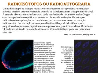 Um radioisótopo ou isótopo radioativo se caracteriza por apresentar um núcleo
atômico instável que emite energia quando se transforma num isótopo mais estável.
A energia liberada na transformação pode ser detectada por um contador Geiger,
com uma película fotográfica ou com uma câmera de ionização. Os isótopos
radioativos tem aplicações em medicina e, em outras áreas, como na datação
radiométrica. Por exemplo, o isótopo radioativo tálio pode identificar vasos
sanguíneos bloqueados em pacientes sem provocar algum tipo de dano. O carbono-
14 pode ser utilizado na datação de fósseis. Um radioisótopo pode ser natural ou
sintético.
FONTE: contanatura.weblog.com.pt
RADIOISÓTOPOS OU RADIOAUTOGRAFIARADIOISÓTOPOS OU RADIOAUTOGRAFIA
Imagem mostra a parte
posterior de um embrião de
Drosophila melanogaster 3
horas após fertilização. A
vermelho as células que,
futuramente e após migrarem
até às gónadas, formarão as
células germinais. A azul um
marcador das membranas
das células. E a verde uma
proteína nuclear com níveis
mais baixos perto das células
marcadas a vermelho e mais
altos à medida que se afasta
deste polo do embrião.
Fotografia de Oliver Grimm.
Série de imagens
de um embrião
de Drosophila
melanogaster a 4
horas após a
fertilização. A
vermelho as
células germinais
e a azul todas as
células do
embrião.
Fotografia
(artística) de
Oliver Grimm.
 