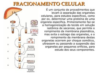 É um conjunto de procedimentos que
levam à separação das organelas
celulares, para estudos específicos, como
por ex. determinar uma proteína de uma
organela específica. Primeiramente faz-se
a homogeneização do tecido em solução
isotônica de sacarose, que permite o
rompimento da membrana plasmática,
mas evita o estrago das organelas, e o
rompimento da membrana destas
organelas ocorrem por choque osmótico,
ultrassom ou passando a suspensão das
organelas por pequenos orifícios, para
estudo dos seus componentes.
FRACIONAMENTO CELULARFRACIONAMENTO CELULAR
 