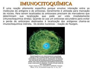 É uma reação altamente específica porque envolve interação entre as
moléculas do antígeno e do anticorpo. Geralmente é utilizada para marcação
de núcleo. Para serem localizados os anticorpos precisam de marcadores que
determinam sua localização que pode ser visto imediatamente
(imunocitoquímica direta). Quando se usa um anticorpo secundário para evitar
a perda de anticorpos destinados à localização dos antígenos chama-se
imunocitoquímica indireta. Os ácidos nucleicos - reação de Feulgen.
IMUNOCITOQUÍMICAIMUNOCITOQUÍMICA
Fotomicrografia de uma célula decidual de camundongo
cultivada in vitro. A proteína demina, que forma filamentos
intermediários que fazem parte do citoesqueleto, foi detectada
com uma técnica de imunofluorescência (imunocitoquímica)
indireta. Uma malha de filamentos intermediários fluorescentes
ocupa a maior parte do citoplasma. O núcleo (N) está corado de
azul. Aumeto grande.
Imagem retirada do Livro: JUNQUEIRA & CARNEIRO, Histologia
Básica, 10ª ed., Ed.Guanabara Koogan (Pg. 19 - Fig. 1.25)
 