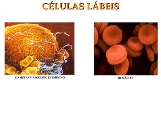 CÉLULAS LÁBEISCÉLULAS LÁBEIS
GAMETAS MASCULINO E FEMININO HEMÁCIAS
 