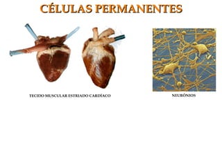 CÉLULAS PERMANENTESCÉLULAS PERMANENTES
TECIDO MUSCULAR ESTRIADO CARDÍACO NEURÔNIOS
 