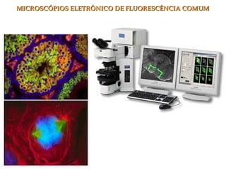 MICROSCÓPIOS ELETRÔNICO DE FLUORESCÊNCIA COMUMMICROSCÓPIOS ELETRÔNICO DE FLUORESCÊNCIA COMUM
 