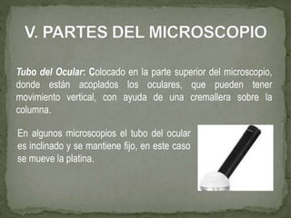 En algunos microscopios el tubo del ocular
es inclinado y se mantiene fijo, en este caso
se mueve la platina.
Tubo del Ocular: Colocado en la parte superior del microscopio,
donde están acoplados los oculares, que pueden tener
movimiento vertical, con ayuda de una cremallera sobre la
columna.
 