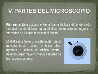 Diafragma: Está ubicado entre la fuente de luz y el condensador,
inmediatamente debajo de la platina, su función es regular la
intensidad de luz que atraviesa el objeto.
El diafragma tiene una palanquita que al
moverla hacia delante o hacia atrás
agranda o achica el orificio central,
dejando pasar mayor o menor cantidad de
luz respectivamente.
 