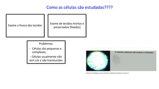 Como as células são estudadas????
Exame a fresco dos tecidos
Exame de tecidos mortos e
preservados (fixados)
Problemas:
- Células são pequenas e
complexas;
- Células usualmente não
tem cor e são translucidas
 