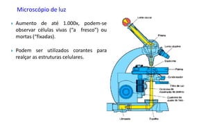 Microscópio de luz
 Aumento de até 1.000x, podem-se
observar células vivas (“a fresco”) ou
mortas (“fixadas).
 Podem ser utilizados corantes para
realçar as estruturas celulares.
 