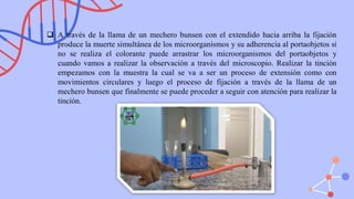 ❑ A través de la llama de un mechero bunsen con el extendido hacia arriba la fijación
produce la muerte simultánea de los microorganismos y su adherencia al portaobjetos si
no se realiza el colorante puede arrastrar los microorganismos del portaobjetos y
cuando vamos a realizar la observación a través del microscopio. Realizar la tinción
empezamos con la muestra la cual se va a ser un proceso de extensión como con
movimientos circulares y luego el proceso de fijación a través de la llama de un
mechero bunsen que finalmente se puede proceder a seguir con atención para realizar la
tinción.
 