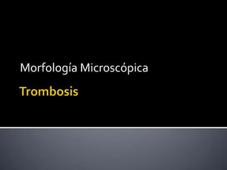 Morfología Microscópica
 