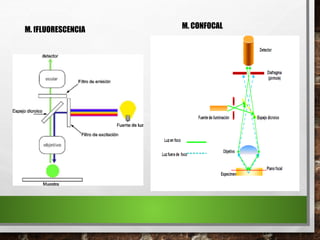 M. fFLUORESCENCIA M. CONFOCAL
 