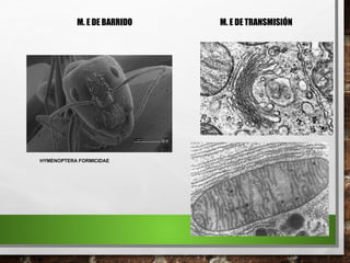 HYMENOPTERA FORMICIDAE
M. E DE BARRIDO M. E DE TRANSMISIÓN
 