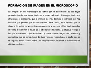 La imagen en un microscopio se forma por la transmisión de los rayos
provenientes de una fuente luminosa a través del objeto. Los rayos luminosos
atraviesan el diafragma, que a manera de iris, delimita el diámetro del haz
lumínico que penetra por el condensador. Este último, está formado por un
sistema de lentes convergentes que concentra y proyecta el haz lumínico sobre
el objeto a examinar, a través de la abertura de la platina. El objetivo recoge la
luz que atravesó el objeto examinado y proyecta una imagen real, invertida y
aumentada que se forma dentro del tubo y que es recogida por el ocular que es
la segunda lente, la cual forma una imagen virtual, invertida y aumentada del
objeto examinado.
FORMACIÓN DE IMAGEN EN EL MICROSCOPIO
 