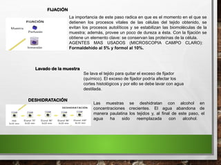 FIJACIÓN
La importancia de este paso radica en que es el momento en el que se
detienen los procesos vitales de las células del tejido obtenido, se
evitan los procesos autolíticos y se estabilizan las biomoléculas de la
muestra; además, provee un poco de dureza a ésta. Con la fijación se
obtiene un elemento clave: se conservan las proteínas de la célula.
AGENTES MAS USADOS (MICROSCOPIA CAMPO CLARO):
Formaldehido al 5% y formol al 10%.
Las muestras se deshidratan con alcohol en
concentraciones crecientes. El agua abandona de
manera paulatina los tejidos y, al final de este paso, el
agua ha sido reemplazada con alcohol.
Lavado de la muestra
Se lava el tejido para quitar el exceso de fijador
(químico). El exceso de fijador podría afectar los
cortes histológicos y por ello se debe lavar con agua
destilada.
DESHIDRATACIÓN
 
