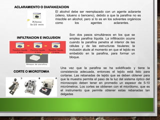 ACLARAMIENTO O DIAFANIZACION
El alcohol debe ser reemplazado con un agente aclarante
(xileno, tolueno o benceno), debido a que la parafina no es
miscible en alcohol, pero sí lo es en los solventes orgánicos
como los agentes aclarantes.
INFILTRACION E INCLUSION
Son dos pasos simultáneos en los que se
emplea parafina líquida. La infiltración ocurre
cuando la parafina penetra al interior de las
células y de las estructuras tisulares; la
inclusión alude al momento en que el tejido es
embebido en la parafina, para formar un
bloque.
Una vez que la parafina se ha solidificado y tiene la
consistencia adecuada, entonces el tejido está listo para
cortarse. Las rebanadas de tejido que se deben obtener para
que la muestra permita el paso de la luz del sistema óptico del
microscopio deben tener en promedio un espesor de 5-10
micrómetros. Los cortes se obtienen con el micrótomo, que es
el instrumento que permite obtener estas rebanadas tan
delgadas
CORTE O MICROTOMIA
 