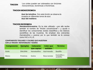 TINCION
Los cortes pueden ser coloreados con tinciones
monocrómicas, bicrómicas o tricrómicas.
Azul de toluidina. Con esta tinción se observa la
muestra en diferentes tonos de azul.
Azul del metileno.
TINCION MONOCROMICA
TINCION BICROMICA
Hematoxilina-eosina. Es la más utilizada —por ello recibe
también el nombre de “tinción convencional”— y ayuda a
identificar los componentes ácidos (basófilos) y los básicos
(acidófilos) de las muestras. Se emplean dos colorantes
(hematoxilina y eosina) por lo que también se le conoce
como H-E o H y E.
Componente Ejemplos Colorante
que captan
Color que
exhiben
Término
Ácido DNA,RNA Hematoxilina Azul-morado Basófilo
Básico Proteínas Eosina Rosa-naranja
Eosinófilo o
acidófilo
COMPONENTES TISULARES Y COLORES QUE MUESTRAN
CON LA TINCION HEMATOXILINA Y EOSINA
 