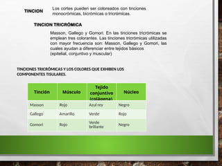 TINCION
Los cortes pueden ser coloreados con tinciones
monocrómicas, bicrómicas o tricrómicas.
Masson, Gallego y Gomori. En las tinciones tricrómicas se
emplean tres colorantes. Las tinciones tricrómicas utilizadas
con mayor frecuencia son: Masson, Gallego y Gomori, las
cuales ayudan a diferenciar entre tejidos básicos
(epitelial, conjuntivo y muscular)
TINCION TRICRÓMICA
Tinción Músculo
Tejido
conjuntivo
(colágena)
Núcleo
Masson Rojo Azul rey Negro
Gallego Amarillo Verde Rojo
Gomori Rojo
Verde
brillante Negro
TINCIONES TRICRÓMICAS Y LOS COLORES QUE EXHIBEN LOS
COMPONENTES TISULARES.
 