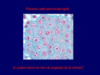 Tincions amb microscopi òptic Es poden observar tots els orgànuls de la cèl·lula? 