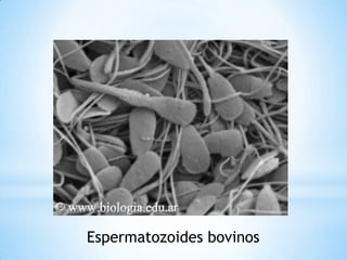 Espermatozoides bovinos
 