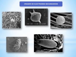 IMAGEN DE ELECTRONES SECUNDARIOS
 