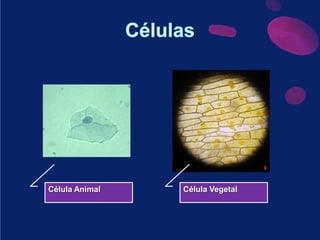 CélulasCélula AnimalCélula Vegetal