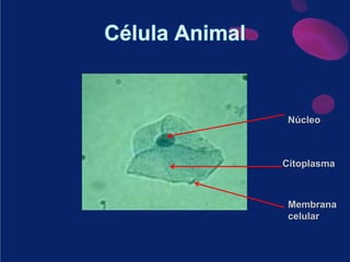 Célula AnimalNúcleoCitoplasmaMembrana celular
