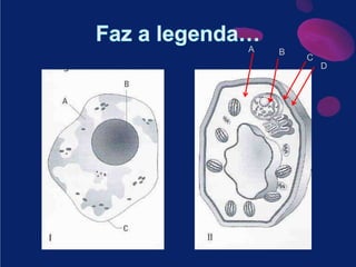 Faz a legenda…ABCD