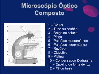 Microscópio Óptico Composto1 – Ocular2 – Tubo ou canhão3 – Braço ou coluna4 – Pinça5 – Parafuso macrométrico6 – Parafuso micrométrico7 – Revólver8 – Objectiva9 – Platina10 – Condensador/ Diafragma11 – Espelho ou fonte de luz12 – Pé ou base