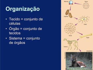 OrganizaçãoTecido = conjunto de célulasÓrgão = conjunto de tecidosSistema = conjunto de órgãos