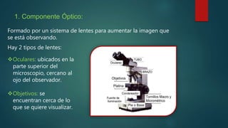 1. Componente Óptico:
Formado por un sistema de lentes para aumentar la imagen que
se está observando.
Hay 2 tipos de lentes:
Oculares: ubicados en la
parte superior del
microscopio, cercano al
ojo del observador.
Objetivos: se
encuentran cerca de lo
que se quiere visualizar.
 