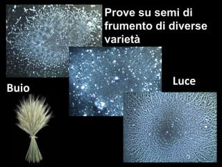 Luce Buio Prove su semi di frumento di diverse varietà 