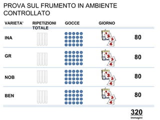 VARIETA’ INA GR NOB BEN RIPETIZIONI  GOCCE  GIORNO  TOTALE 320  immagini 80 80 80 80 PROVA SUL FRUMENTO IN AMBIENTE CONTROLLATO 