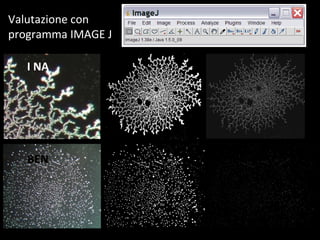 Valutazione  con programma IMAGE J I   NA   BEN 