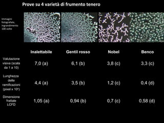 Prove su 4 varietà di frumento tenero Immagini fotografate, ingrandimento 100 volte Inalettabile Gentil rosso Nobel Benco Valutazione visiva (scala da 1 a 10) 7,0 (a) 6,1 (b) 3,8 (c) 3,3 (c) Lunghezza  delle ramificazioni (pixel x 10 4 ) 4,4 (a) 3,5 (b) 1,2 (c) 0,4 (d) Dimensione frattale LCFD 1,05 (a) 0,94 (b) 0,7 (c) 0,58 (d)  